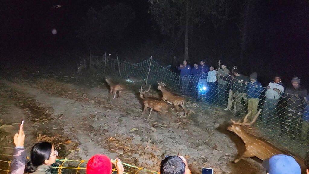 बक्साको जंगलमा फेरि छोड्यो चीतल हरिणहरू